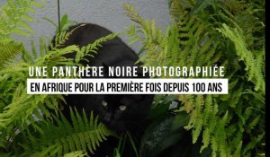 Une panthère noire photographiée pour la première fois en Afrique depuis 100 ans