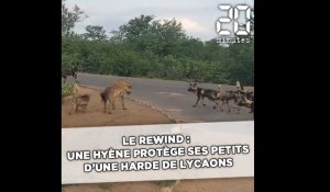 Le Rewind : Une hyène protège ses petits d'une harde de lycaons