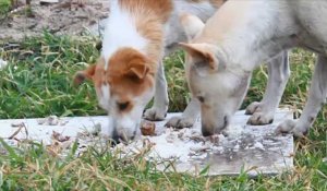 Un virus mortel touche de nombreux chiens en région liégeoise