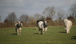 Gilles Druet, éleveur de Bleues du Nord, présente sa vache Imminence qui sera l'égérie du salon de l'agriculture de Paris