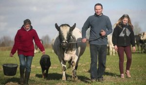 Gilles Druet, éleveur de Bleues du Nord, va au salon de l'agriculture de Paris: "Fier de montrer ma vache Imminence aux citadins"
