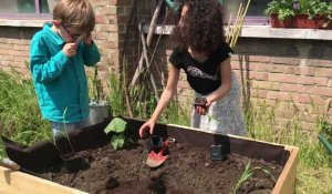 Un potager dans la cour de l'école