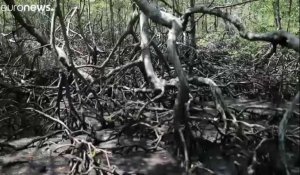 Dans la mangrove, les pêcheurs de crabes subissent le réchauffement climatique