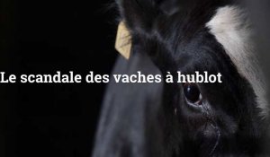 L'ONG L214 sort une nouvelle vidéo choc sur les vaches à hublot