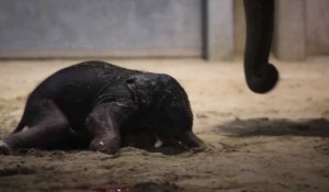 Naissance d'un bébé éléphant dans un zoo belge