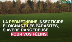 Attention ! Un insecticide peut tuer votre chat.