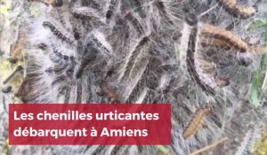Amiens: les chenilles urticantes débarquent
