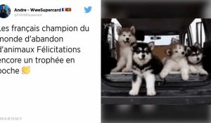 Les Français, champions d'Europe des abandons d'animaux, selon 30 Millions d'amis