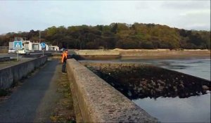 Bretagne : un dauphin bloqué au barrage de la Rance