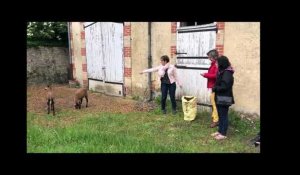 La Ferté-Bernard. Des moutons camerounais au Foyer-Logement du Closeau 