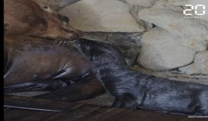 Un bébé otarie de Californie est né au parc Marineland