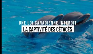 Le Canada interdit la captivité et l'élevage de cétacés