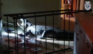 Surprise en pleine nuit... Un alligator dans la cuisine !
