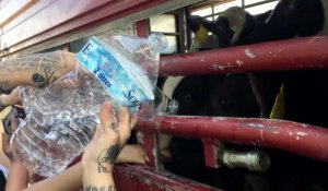 Calais : des militants de la cause animale stoppent des camions pour donner de l'eau aux animaux