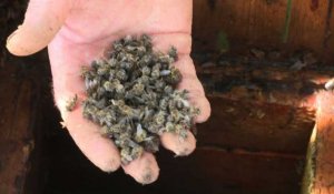 En Russie, des abeilles décimées par un pesticide très toxique