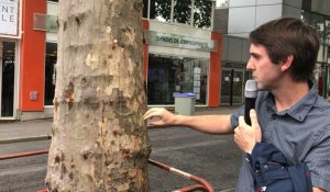 Nantes. Deux platanes malades à Talensac : dix-huit arbres abattus