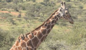 En Afrique, la girafe et la menace "d'extinction silencieuse"