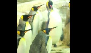 Deux pingouins homos du zoo de Berlin autorisés à couver un œuf