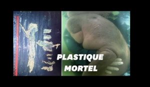 Mariam, le bébé dugong thaïlandais mort à cause du plastique