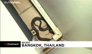 Thaïlande : Pinyo Pukpinyo, "le pompier qui murmure à l'oreille des serpents"