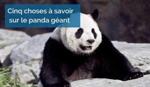 Cinq choses à savoir sur le panda géant