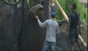 Un éléphant de mer coincé depuis treize jours est libéré en Équateur