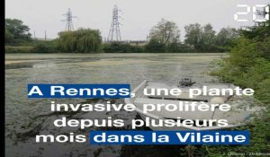 A Rennes, la Vilaine veut se débarrasser des plantes invasives