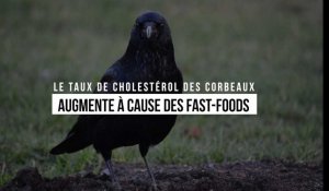 Le taux de cholestérol des corbeaux augmente à cause des fast-foods