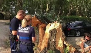Vidéo : un arbre d'une dizaine de mètres tombe sur une voiture dans un camping à Avignon