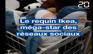 Le requin Ikea, méga-star des réseaux sociaux