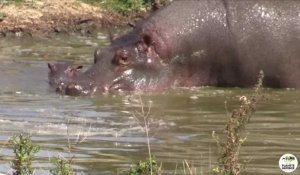 Naissance d'un bébé hippopotame à Planète sauvage