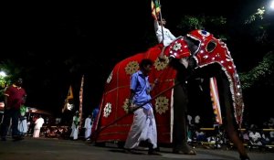 Les éléphants au centre d'une fête bouddhiste au Sri Lanka