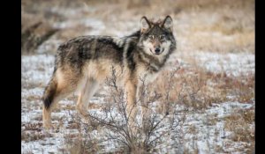 Un loup identifié en Charente pour la première fois depuis près d'un siècle
