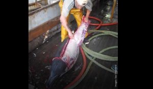 Sea Sheperd dénonce dans une vidéo le dépeçage d'un dauphin par des pêcheurs
