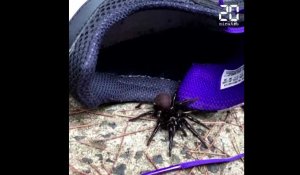 Des araignées dangereuses prolifèrent en Australie, après les incendies