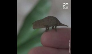  Des caméléons de la taille d'une phalange sont nés dans un zoo anglais