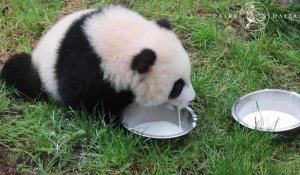 Pairi Daiza: première sortie des bébés pandas