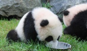 Belgique: première sortie pour les pandas jumeaux du zoo de Pairi Daiza