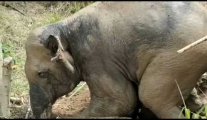 Un éléphant sauvage sauvé d'un étang boueux au Cambodge