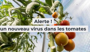 Alerte sur un nouveau virus (ToBRFV) qui menace les cultures de tomates, piments et poivrons