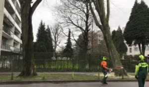 Deux arbres arrachés à l'entrée de l'EDHEC à Roubaix