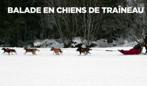 Balade en chiens de traîneau à Pralognan-la-Vanoise