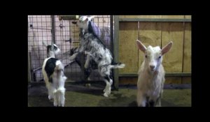 Une journée avec le berger Jean-Michel Casalta : la traite des chèvres
