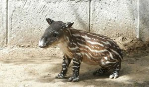 Au Nicaragua, un bébé tapir porteur d'espoir pour son espèce