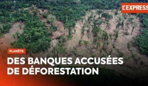 Des banques françaises accusées de financer des projets de déforestation malgré la loi