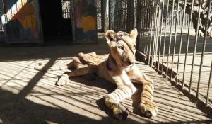 Soudan: des vétérinaires tentent de sauver les lions mal-nourris d'un zoo