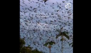 Australie: Des centaines de milliers de chauves-souris envahissent une ville