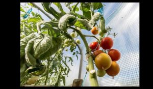 L&#39;Anses alerte sur un nouveau virus (ToBRFV) qui menace les cultures de tomates, piments et poivrons