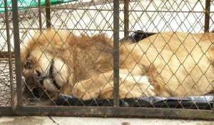 Dernière chance en Colombie pour tenter de sauver un lion sous-alimenté