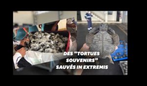 Une valise avec 185 tortues saisie à l'aéroport des Galapagos